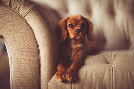 Cute puppy on a sofa